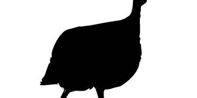 Животные 4056