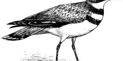 Животные 1055