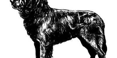 Животные 1071