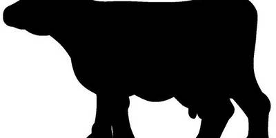 Животные 3612