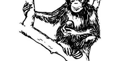 Животные 335