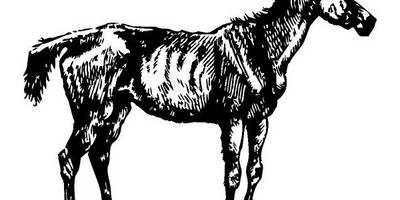 Животные 130