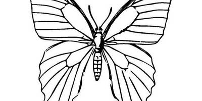 Животные 2474