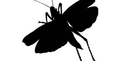 Животные 3275