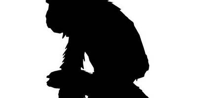 Животные 338