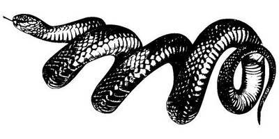 Животные 2858