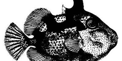 Животные 2945