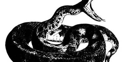 Животные 2839