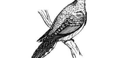 Животные 2550