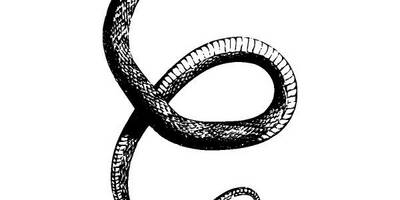 Животные 2794