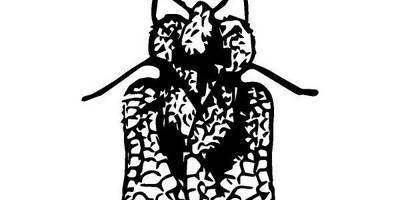 Животные 2477