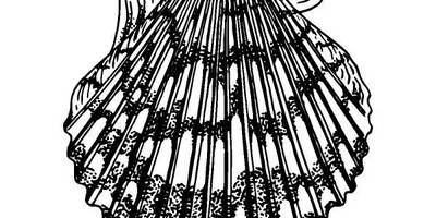 Животные 1116