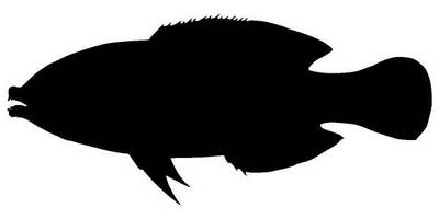 Животные 1195