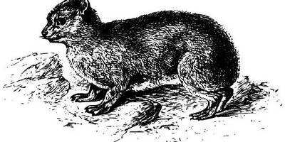 Животные 2598