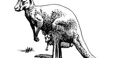 Животные 1051