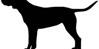 Животные 4222