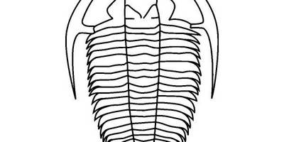 Животные 1504