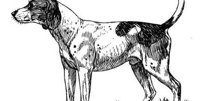 Животные 510