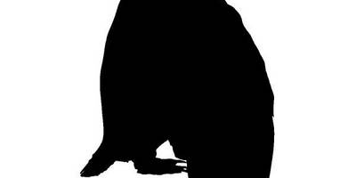 Животные 2206