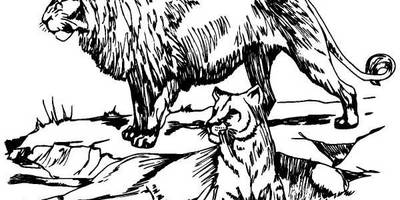 Животные 533