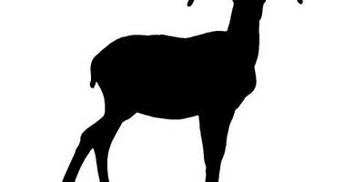 Животные 4185