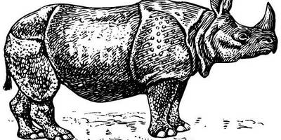 Животные 1097