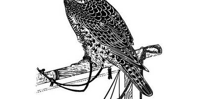 Животные 897