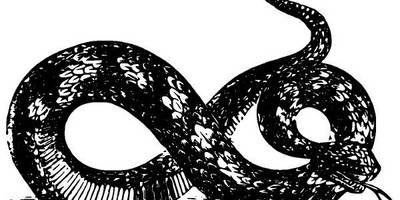 Животные 2653