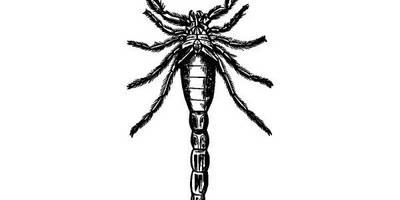 Животные 3828