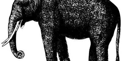 Животные 2693