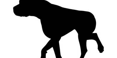 Животные 4033