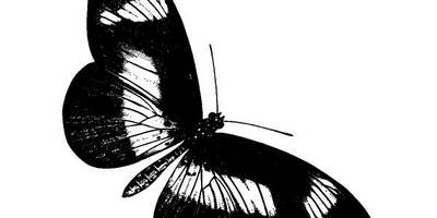 Животные 3364