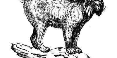 Животные 529