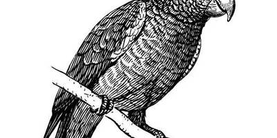 Животные 540