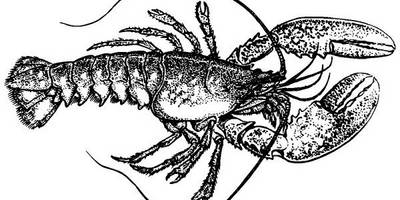 Животные 1058