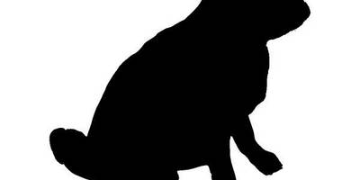 Животные 2217