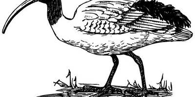 Животные 1044