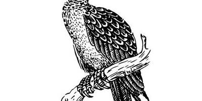 Животные 581