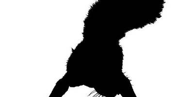 Животные 4089