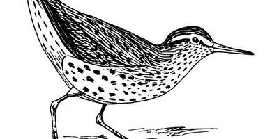 Животные 1095