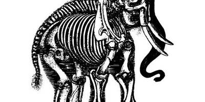 Животные 1035