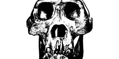 Животные 2684