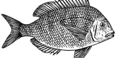 Животные 1111