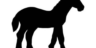 Животные 2371