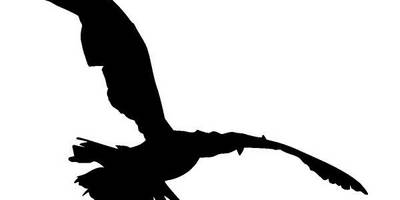 Животные 3316