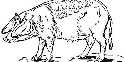 Животные 978