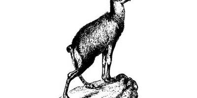 Животные 2560