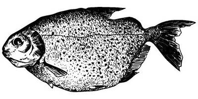 Животные 2678