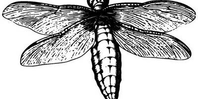 Животные 3959