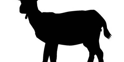 Животные 3793